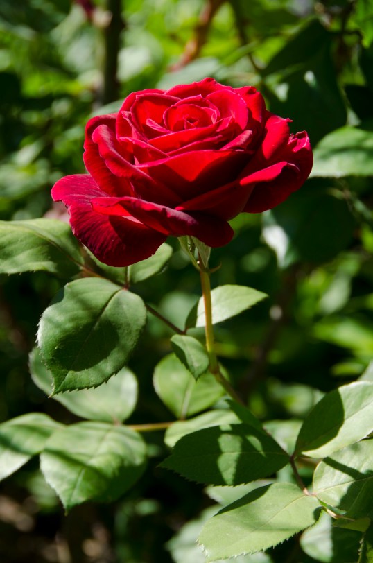 Mr. Lincoln Rose Bloom