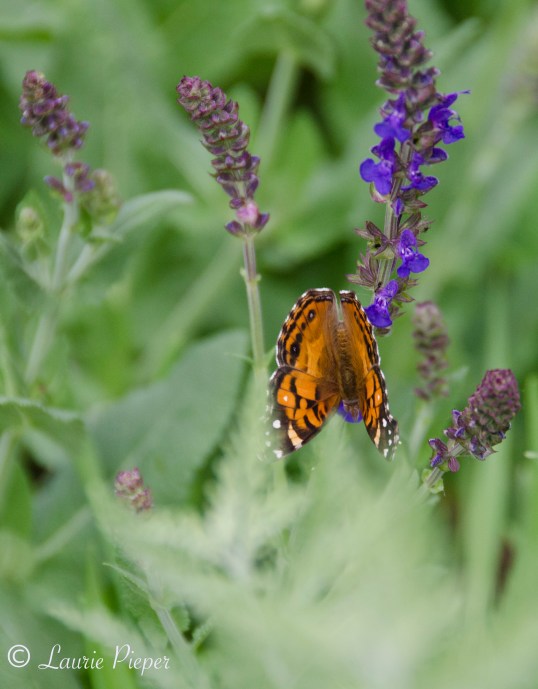 Painted Lady Butterfly On Sage