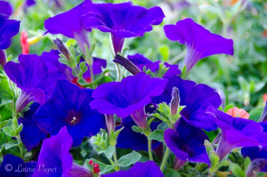 Purple Petunias