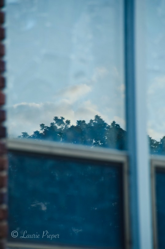 Seven Dolors Tree Reflection