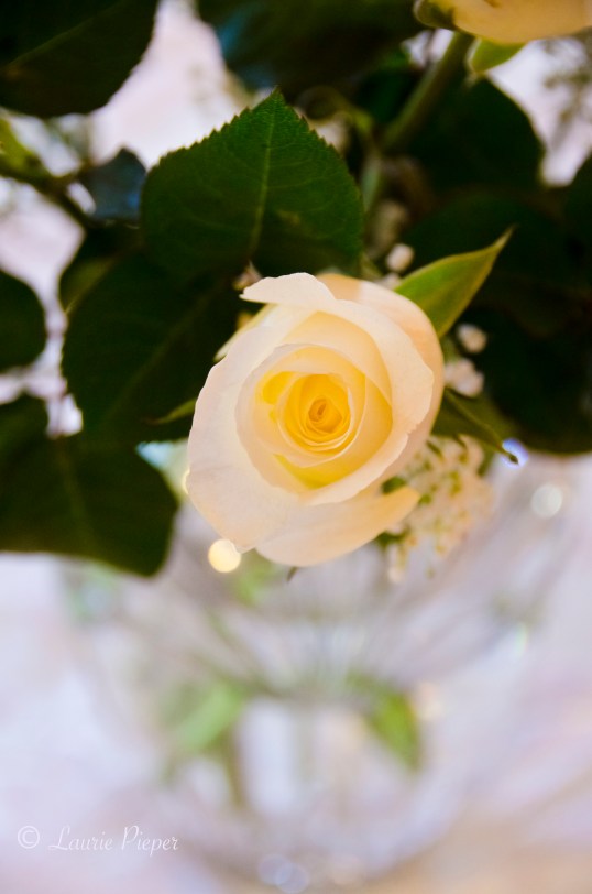 Wedding Rose