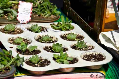 Farmers' Market Succulents
