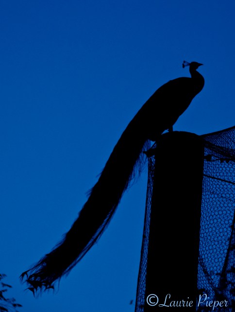Peacock Silhouette