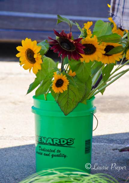 Sunflowers In Bucket