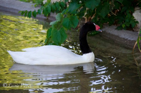 Swan In Pond