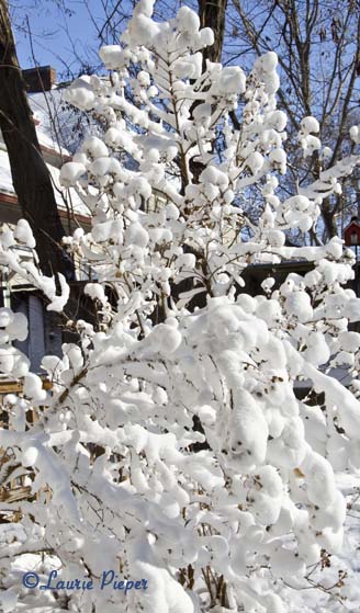 CrapeMyrtleBushInSnow