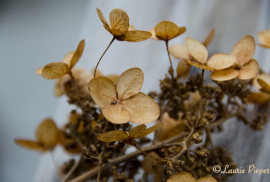 HydrangeaTwig