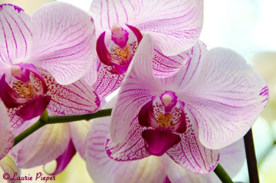 OrchidTrio