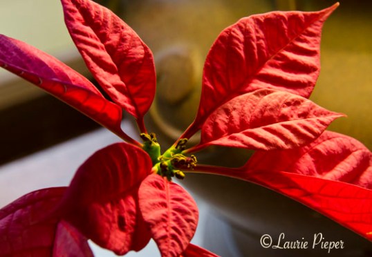 PinkPoinsettiaLeaves