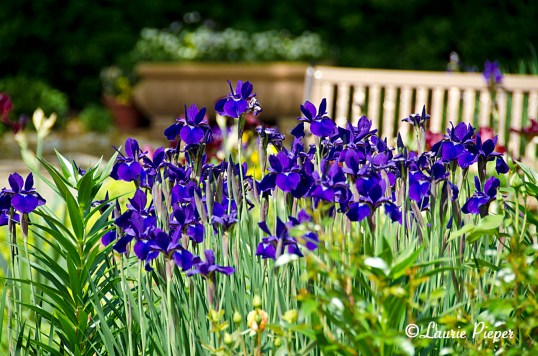 IrisSiberianBenchBackground