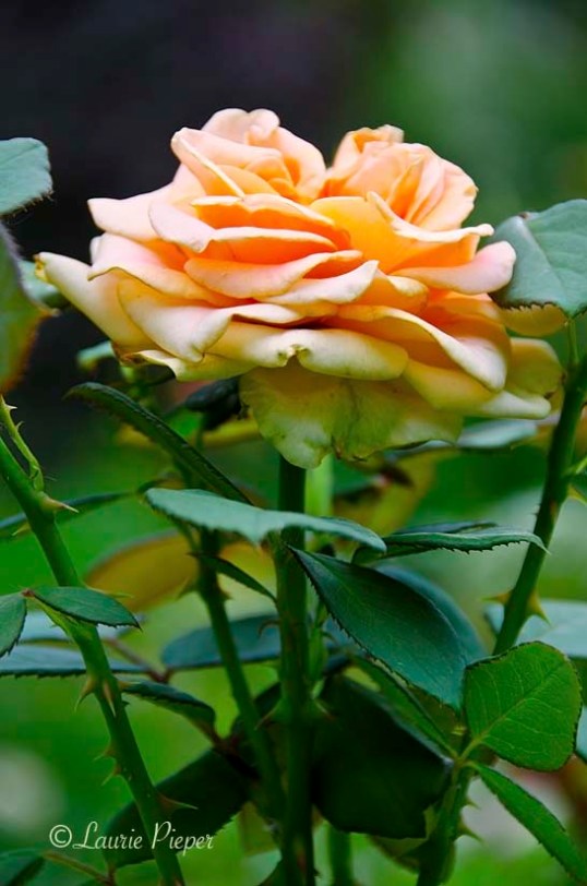 RoseMarilynMonroeBlossom2