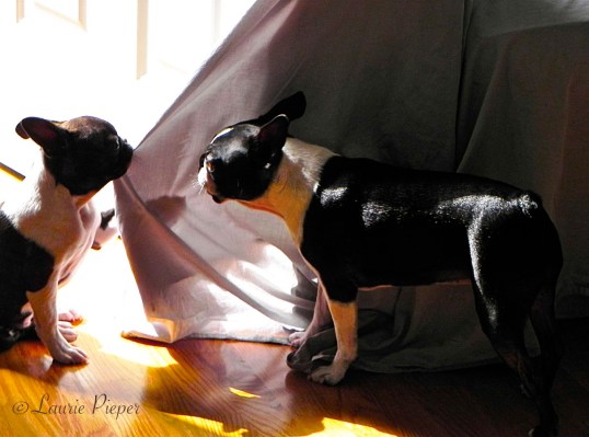 Abbey&PennyMisbehavin'