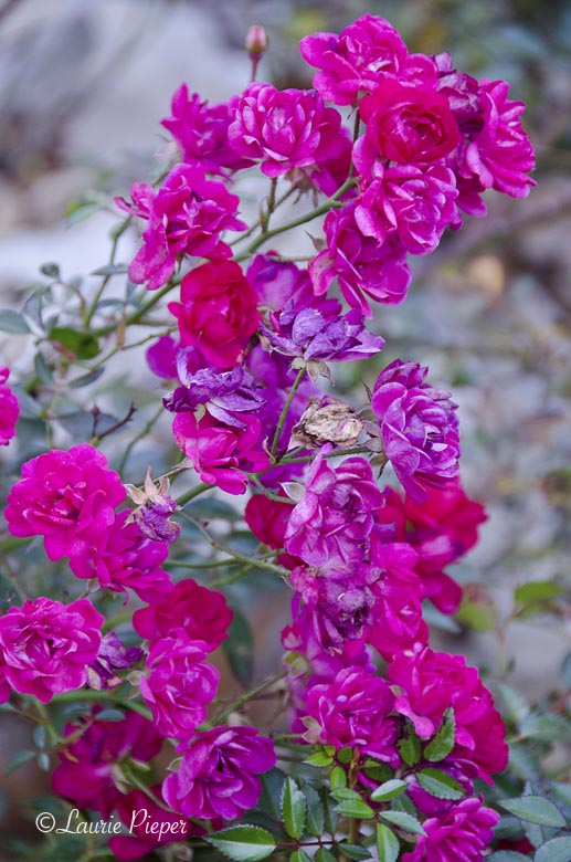 RoseClustersMagentaAutumn