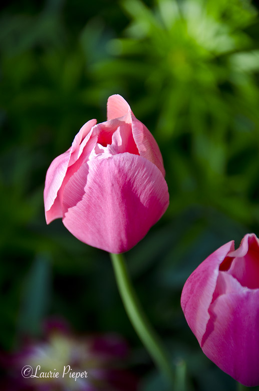 TulipsPinkLate