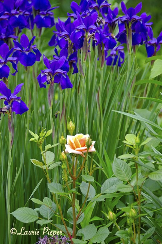 irissiberianpeachrose