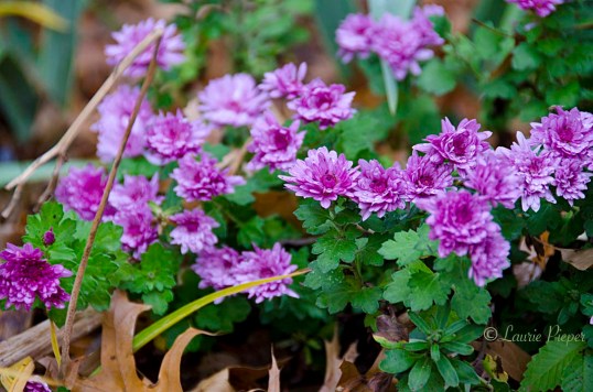 ChrysanthemumNov2015