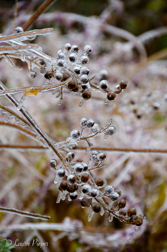 IceOnCrapeMyrtleBerries