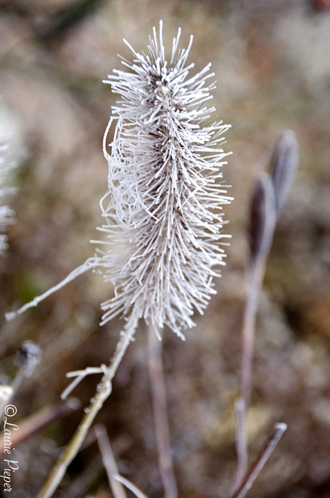 FrozenGrass2