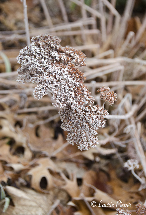 FrozenSedum