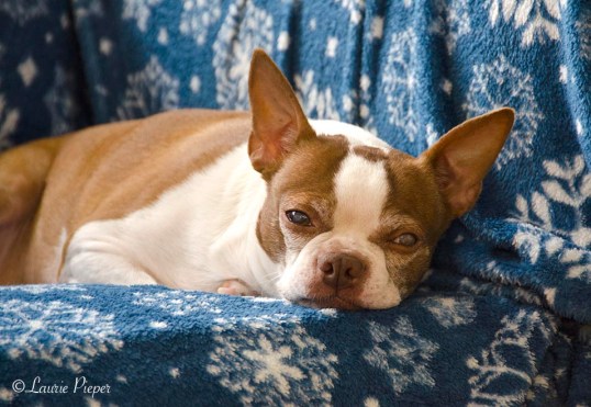 WillowSnowflakeBlanket2