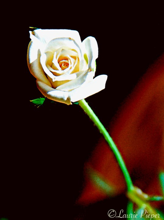 RoseMiniWhiteDarkBack