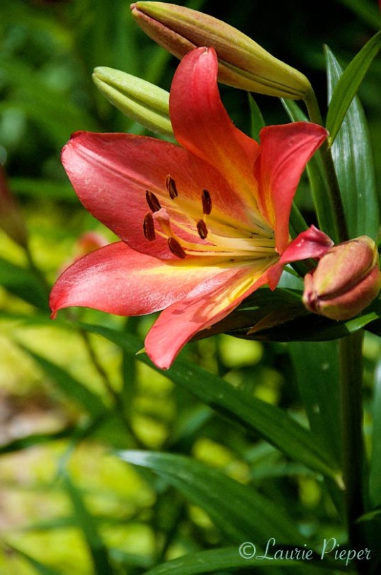 LilyKissMeKateProfile