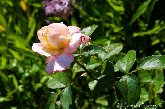 RoseSecretPartiallyOpen