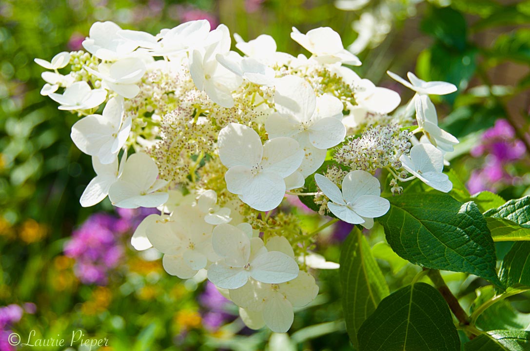Hydrangeas | A Taste of Morning